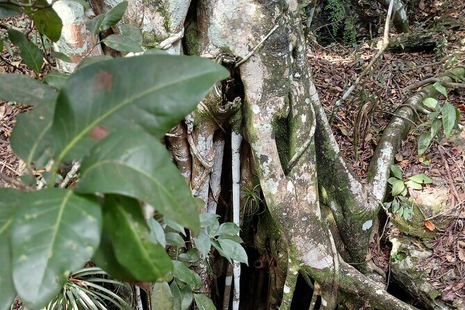 Guided Primeval Nature Walk Tour in Primeval Forest National Park - The Practical Side: Transport, Timing, and Group Size