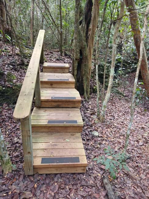 Guided Primeval Nature Walk Tour - Key Points