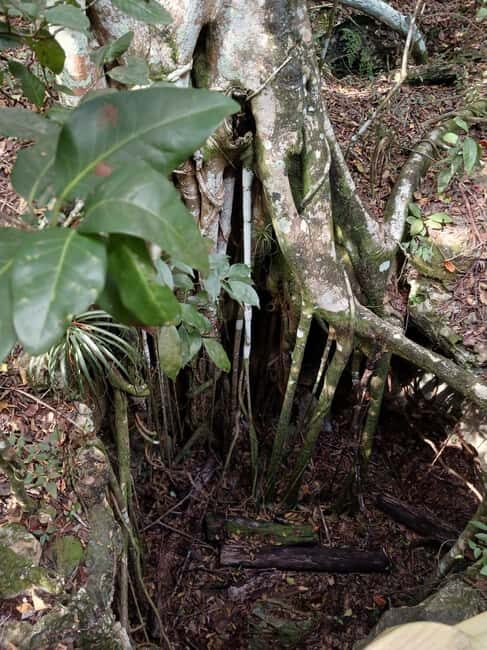 Guided Primeval Nature Walk Tour - Exploring Nassau’s Untouched Natural Wonders