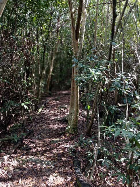 Guided Primeval Nature Walk Tour - Practical Details & Overall Value