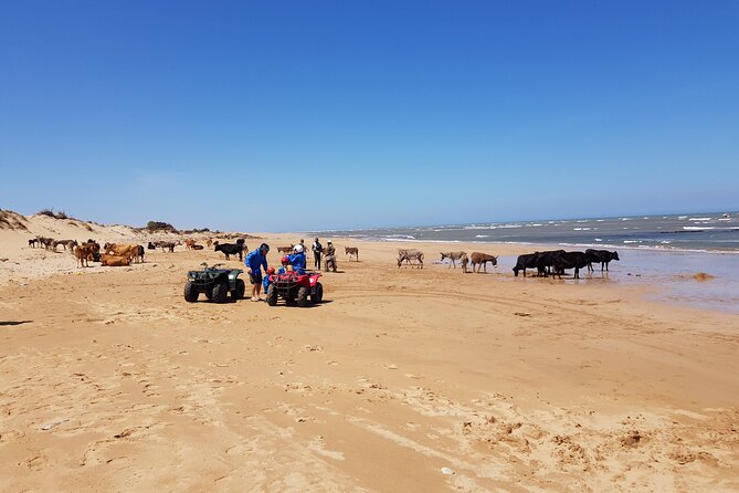 Guided Quad Ride in Essaouira (1 Hour). (Free Transfer) - Important Considerations and Restrictions