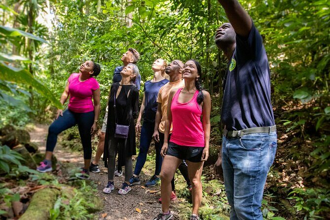 Guided Rainforest Hike on the Jacquot Trail  Castries, St Lucia - Key Points