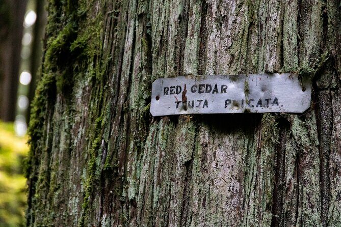 Guided Rainforest & Suspension Bridge Private Hike - An Authentic Vancouver Rainforest Adventure