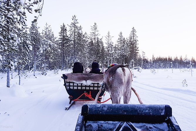 Guided Reindeer Farm Visit and One Hour Sledge Safari - Meeting and Transportation