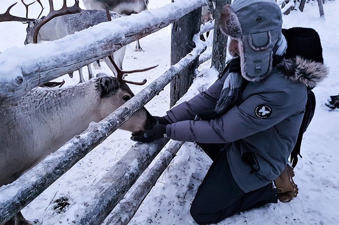 Guided Reindeer Farm Visit and One Hour Sledge Safari - Reindeer Herding and Care