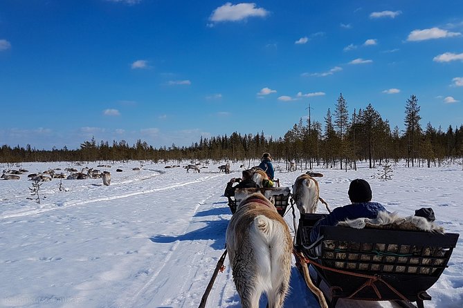 Guided Reindeer Farm Visit and One Hour Sledge Safari - Cultural Significance of Reindeer