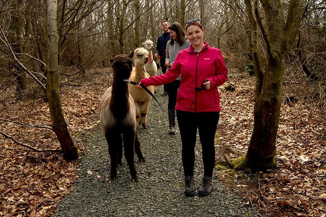 Guided Scenic Alpaca Trekking Experience Northern Ireland - Activity Duration and Inclusions