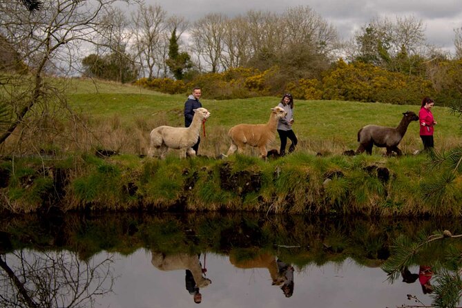Guided Scenic Alpaca Trekking Experience Northern Ireland - Pricing Information