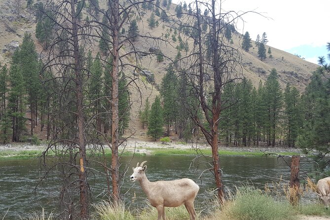 Guided Scenic Float Day Trip on the Salmon River - Wildlife Spotting