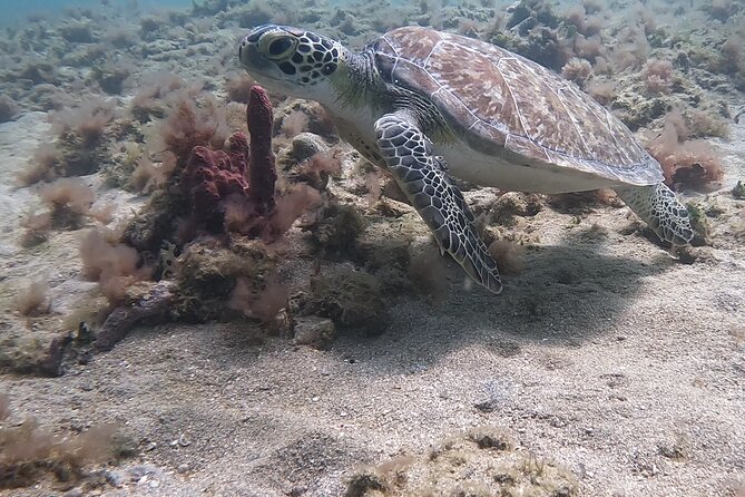 Guided SCUBA Shore Diving Experience (Certification Required) - Certification Requirements