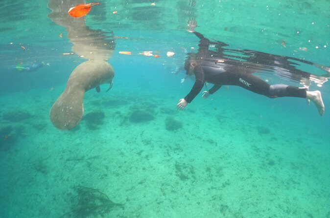Guided Semi-Private Snorkel Tour (w/ FREE Photos!) - FAQs