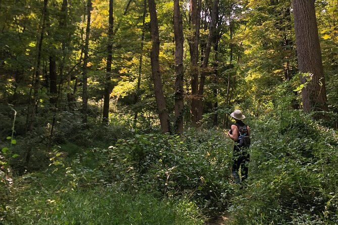Guided Shared Group Forest Bathing Session in Serene Woodland Park - Benefits of Forest Bathing