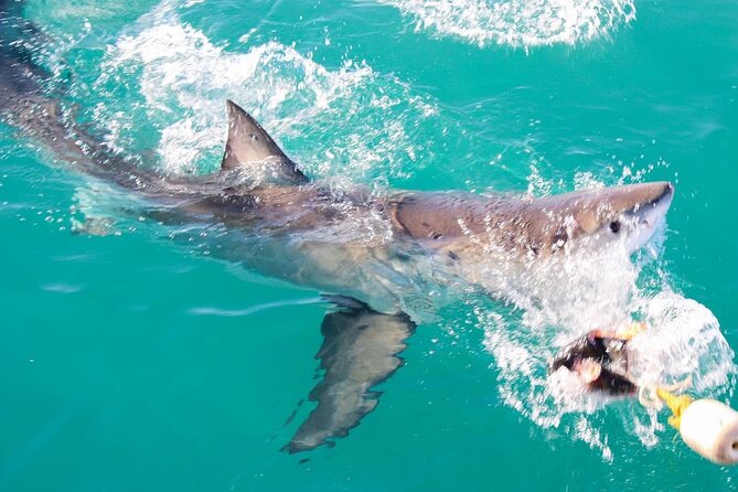 Guided Shark Cage Diving With Hookah Air Supply in Gansbaai - Meeting and Pickup