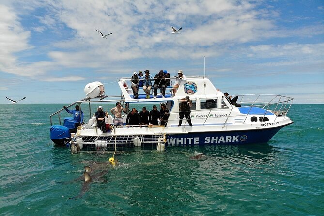 Guided Shark Cage Diving With Hookah Air Supply in Gansbaai - Tour Policies