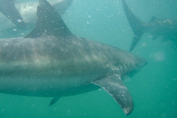 Guided Shark Cage Diving With Hookah Air Supply in Gansbaai - Shark Sighting Guarantee
