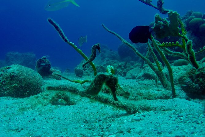Guided Shore Dive for Certified Divers at The Wall, Blue Bay Curacao - Booking Information