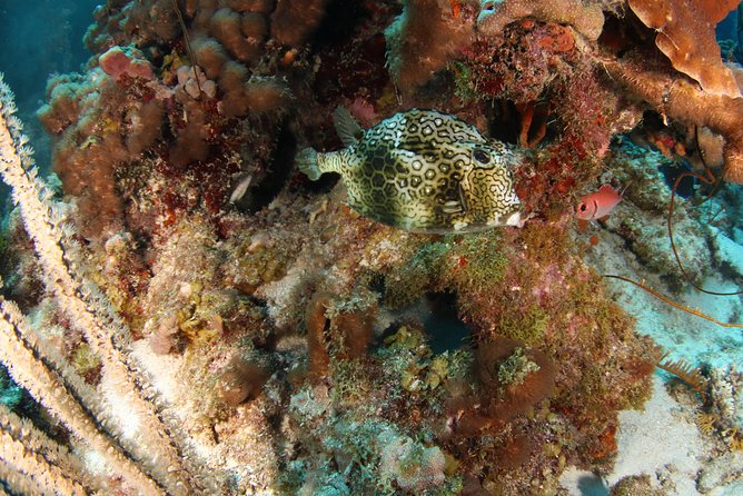 Guided Shore Dive for Certified Divers With Scubaçao (2 Tank) - Inclusions and Meeting Point