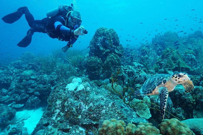 Guided Shore Dive on One of Our House Reefs for Certified Divers. - Meeting at the Resort