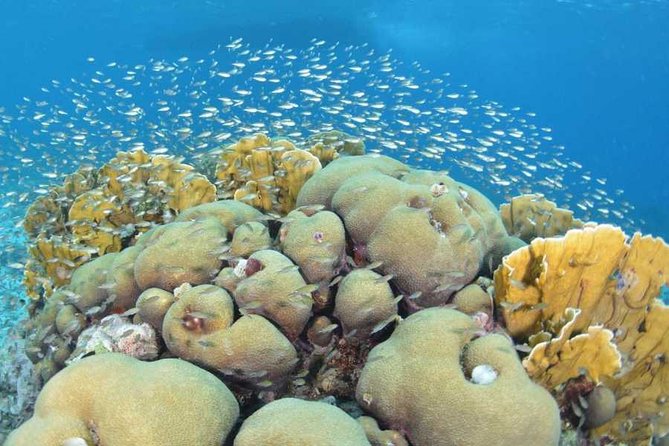 Guided Shore Dive on One of Our House Reefs for Certified Divers. - Gearing Up for the Dive