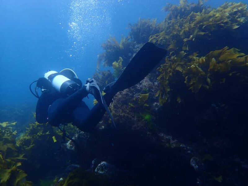 Guided Shore Dive Tour for Certified Divers - Key Points
