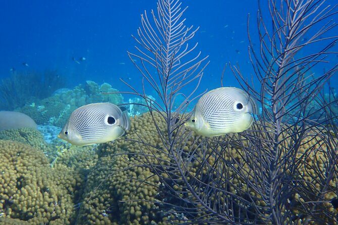 guided Shore Diving in Bonaire Marine Park with 2 Dives - FAQ