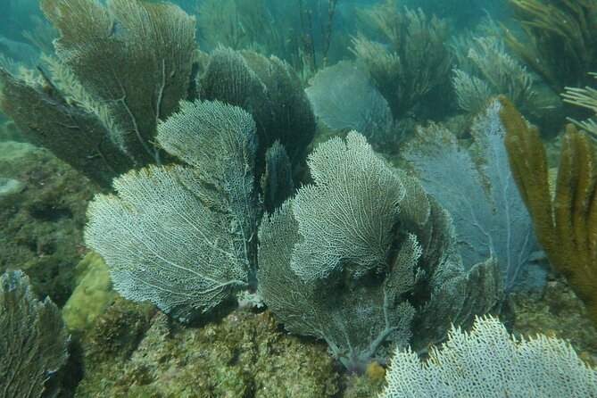Guided Shore Diving Tour - Health and Safety Requirements
