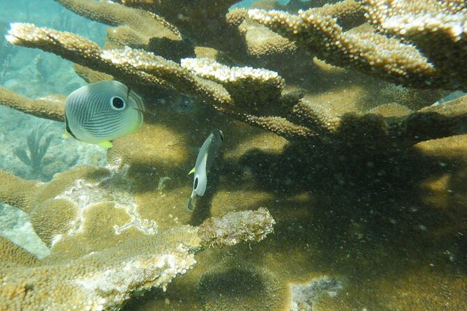 Guided Shore Diving Tour - Gratuities