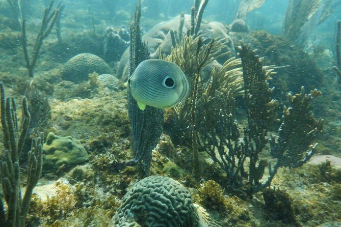 Guided Shore Diving Tour - Additional Details