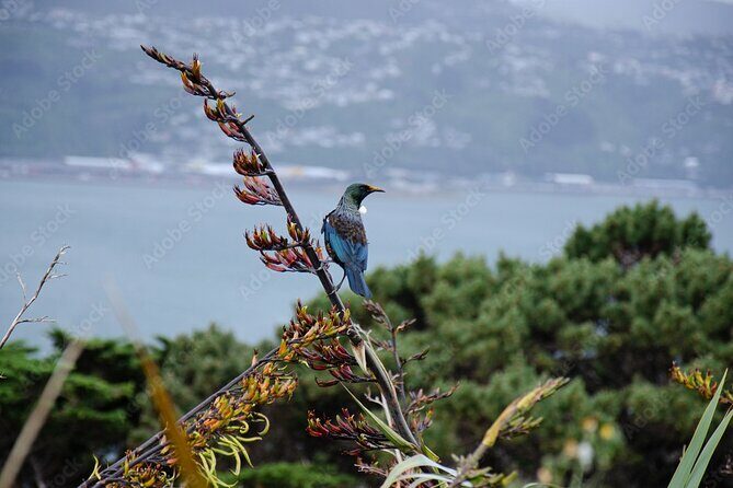 Guided Small Group Walking Tour in Wellington - FAQs