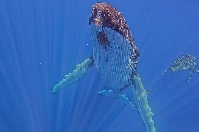 Guided Small Group Whale Watching and Swim Tour Tahiti - Key Points