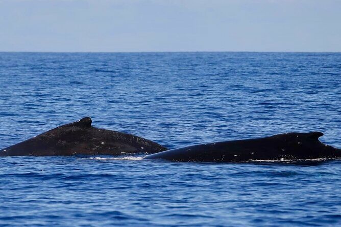 Guided Small Group Whale Watching and Swim Tour Tahiti - An Introduction to the Tour Experience