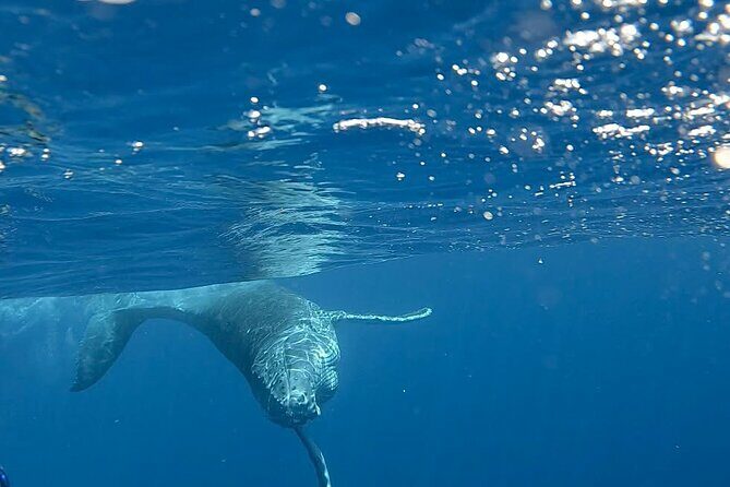 Guided Small Group Whale Watching and Swim Tour Tahiti - What Makes This Tour Special