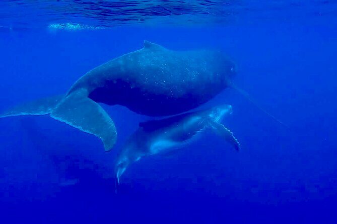 Guided Small Group Whale Watching and Swim Tour Tahiti - FAQs
