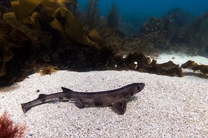 Guided Snorkel Activity at Coral Beach Carraroe, Galway - Participation Requirements