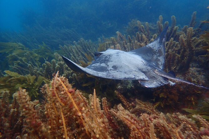 Guided Snorkel Experience, Advanced - Inclusions and Meeting Details