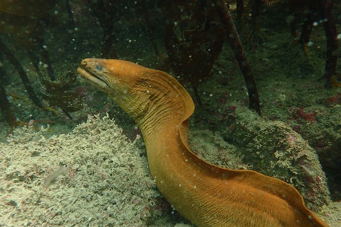 Guided Snorkel Experience, Advanced - Tour Specifications