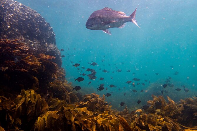 Guided Snorkel Experience, Advanced - Booking Information