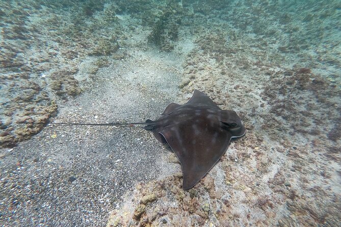Guided Snorkel Experience, Advanced - Exploring Goat Island