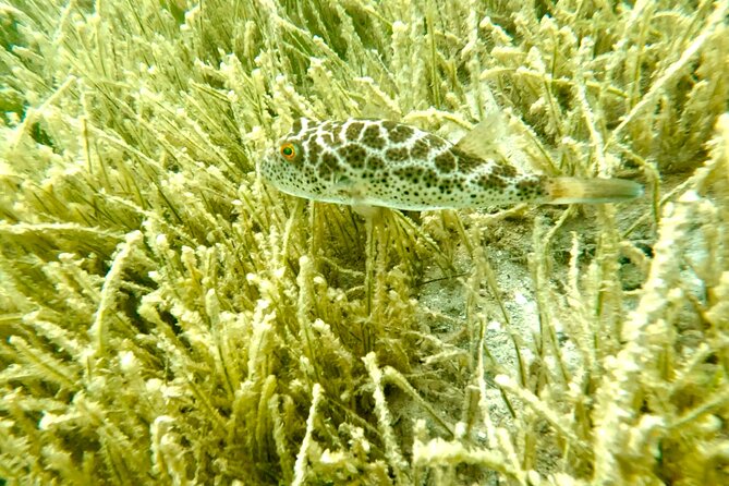 Guided Snorkel Experience, Free Videos in West Palm Beach - Underwater Photography