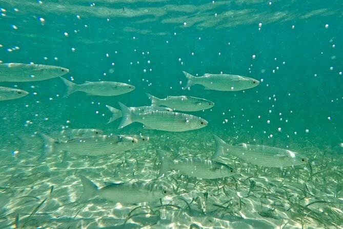 Guided Snorkel Experience, Free Videos in West Palm Beach - Customer Reviews