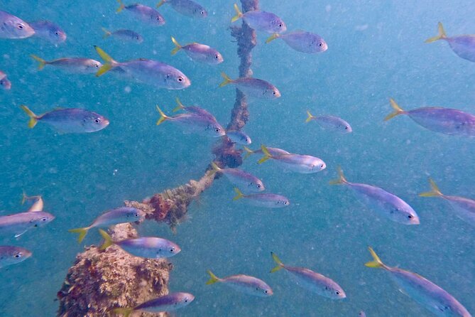 Guided Snorkel Experience, Free Videos in West Palm Beach - Complimentary Underwater Video Service