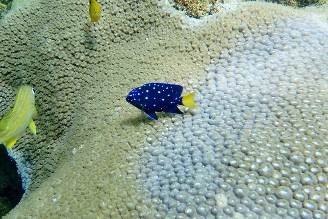 Guided Snorkel Experience in Fort Lauderdale - Included Equipment and Meeting Point