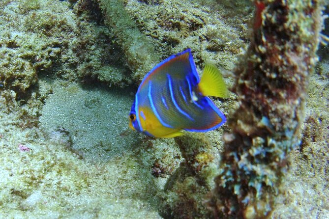 Guided Snorkel Experience in Fort Lauderdale - Activity Duration and Group Size