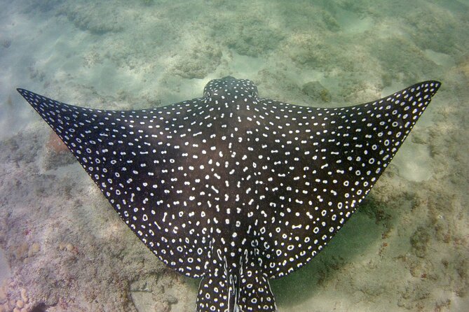 Guided Snorkel Experience in Fort Lauderdale - Highlights of the Snorkeling Adventure