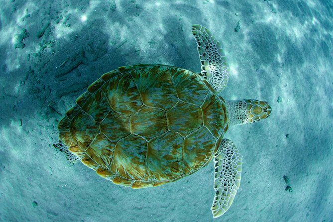 Guided Snorkel Tour at the Best Reef from shore on Curacao - Blue Bay Beach - Key Points