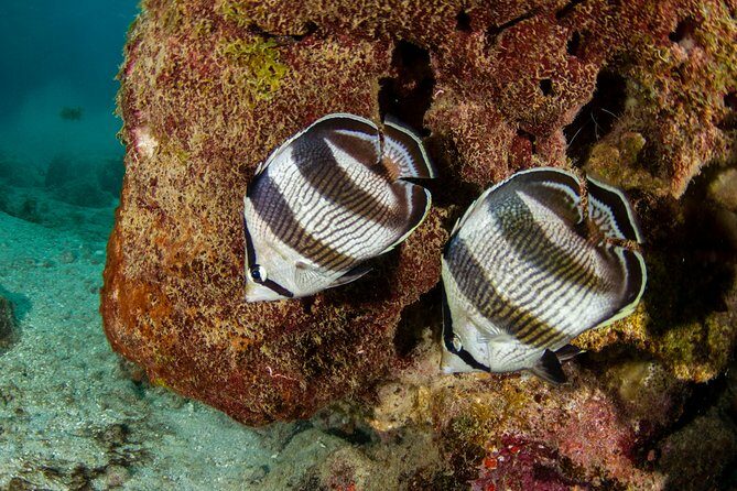 Guided Snorkel Tour at the Best Reef from shore on Curacao - Blue Bay Beach - Booking and Practical Details