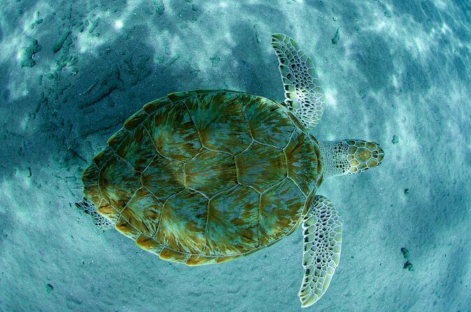Guided Snorkel Tour at the Best Reef from shore on Curacao - Blue Bay Beach - FAQ