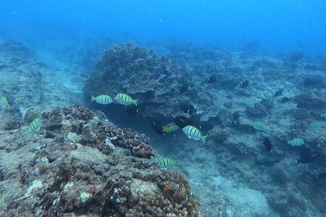 Guided Snorkel Tour for Beginners in Honolulu - Experience Highlights