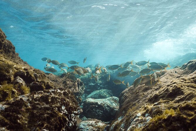 Guided Snorkeling Activity in Papagayo Beach Lanzarote - Health and Safety Guidelines