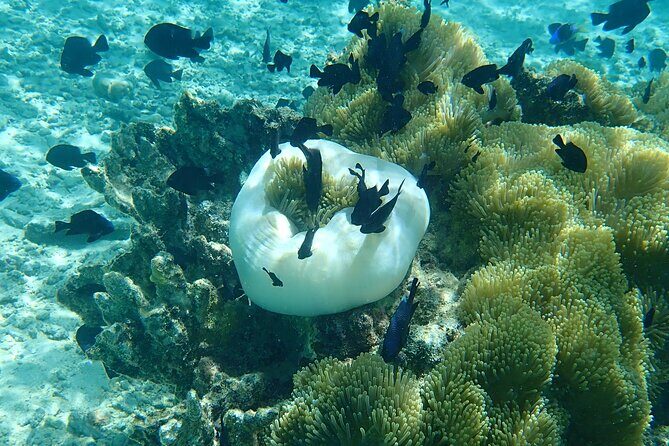 Guided Snorkeling and Relaxation on the Motu Ofetaro in Raiatea - A Closer Look at the Raiatea Snorkeling and Motu Experience